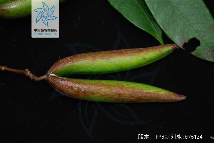为夹竹桃科植物毛倒吊笔 i>wrightia tomentosa /i> (roxb.