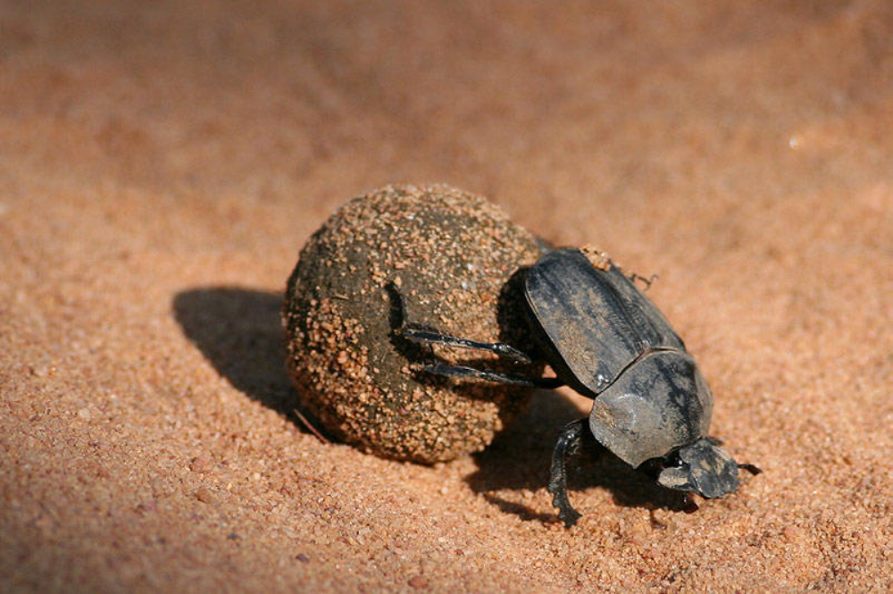  p>蜣螂俗称屎壳螂,粪食性, 体黑色或黑褐色,大中型昆虫.