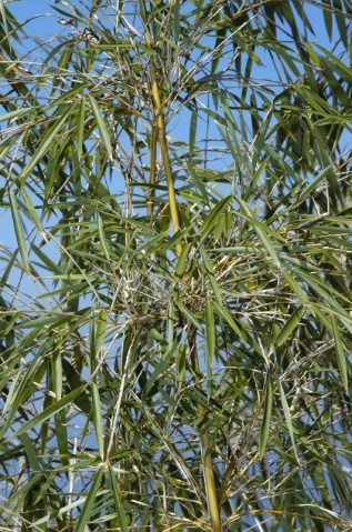  p> a href="#" data-lemmaid="2515143">玉山竹 /a>,学名:yushania