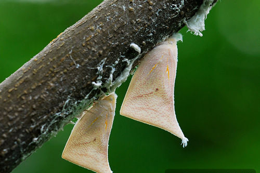  p>白蛾蜡蝉与堆蜡粉蚧皆属同翅目,前者为蛾蜡蝉科,后者为粉蚧科,主要