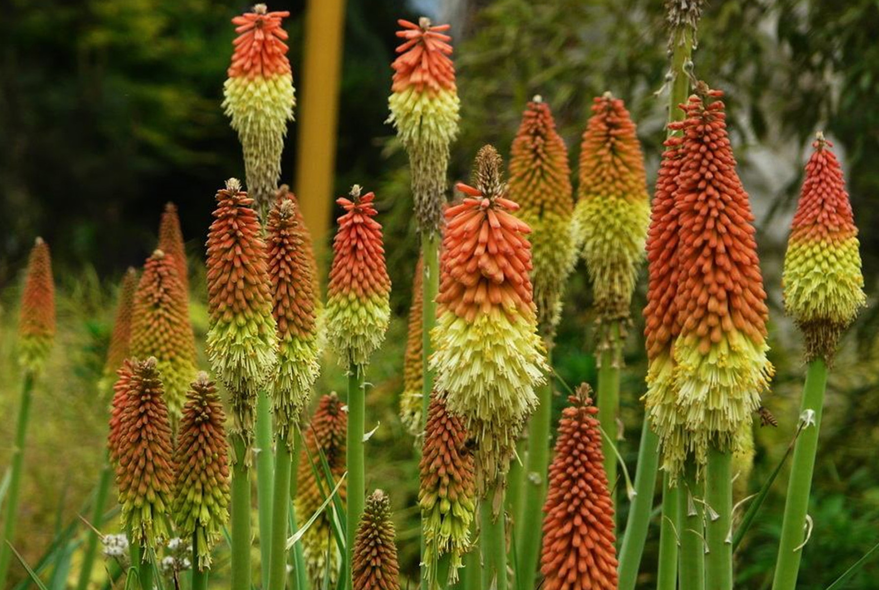 南希的红衣火炬花