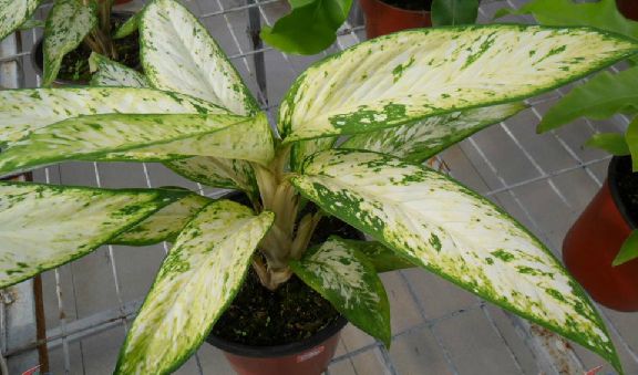  p>白斑万年青(学名: i>dieffenbachia bowmannii /i>  carr.