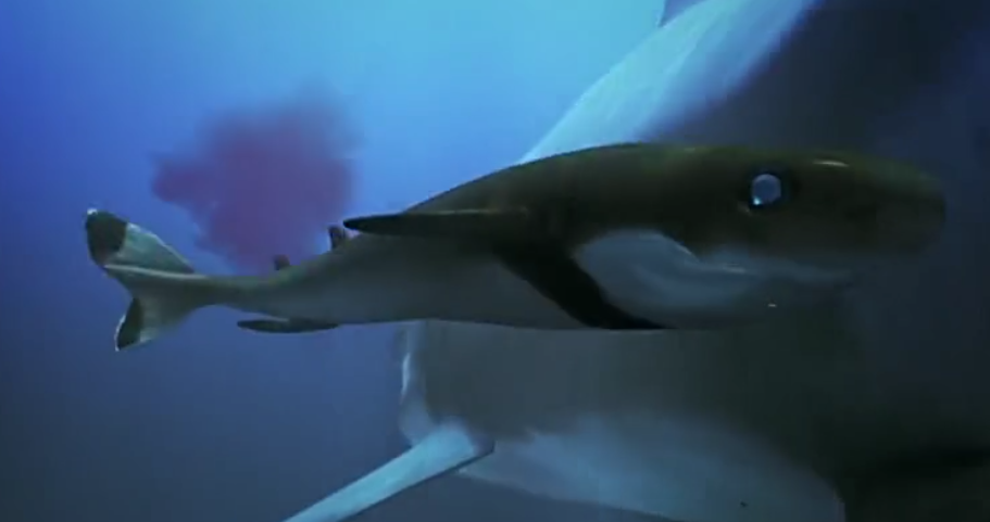  p>雪茄达摩鲨又称雪茄鲛,是一种深海小型鲨,夜晚常到水体上层垂直地