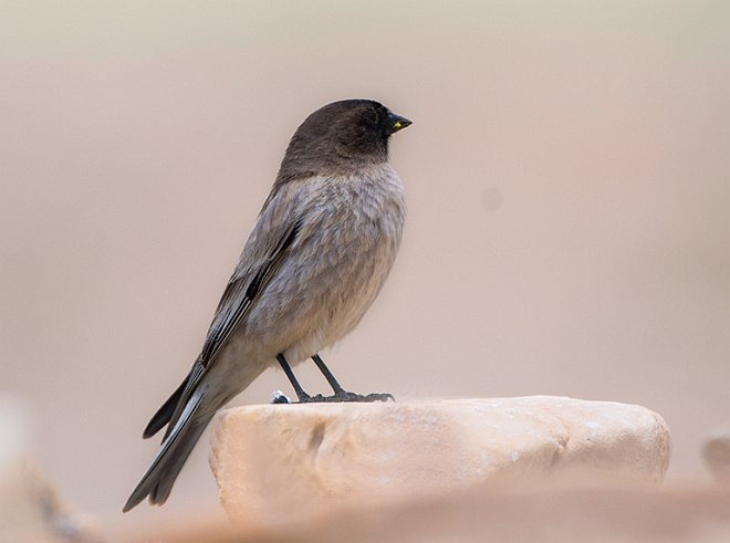  p>高山岭雀(学名: i>leucosticte brandti /i>):为燕雀科岭雀属的 a