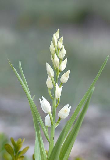  p>头蕊兰(学名: i>cephalanthera longifolia /i>  (l.