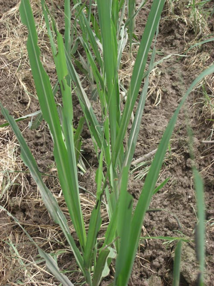  p>粘虫是一种昆虫,为 a href="#" data-lemmaid="1534992">鳞翅目 /a