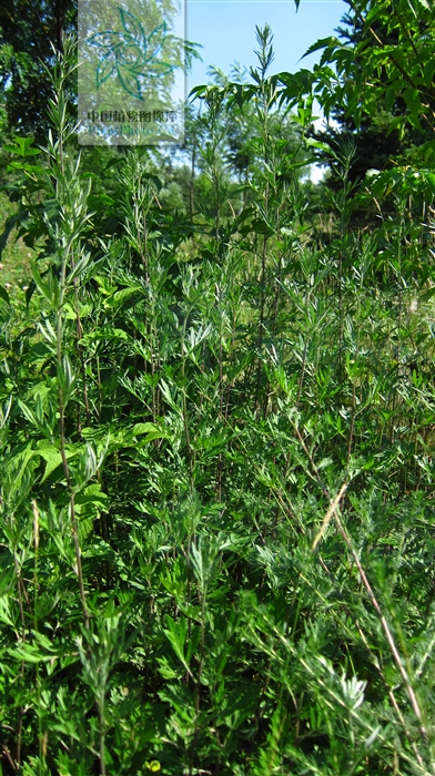  p>矮蒿,多年生草本.