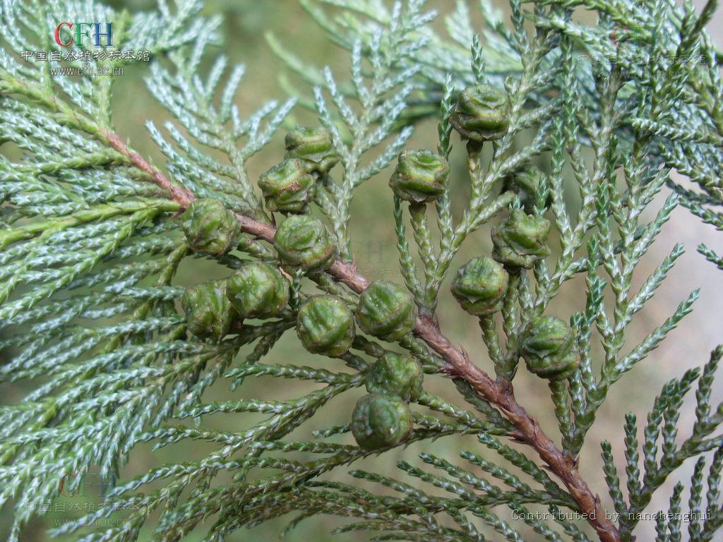 chamaecyparis pisifera (sieb. et zucc.) endl.