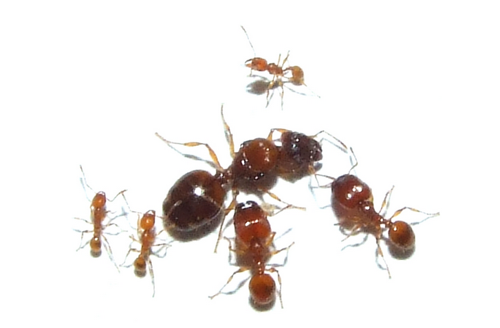 褐大头蚁