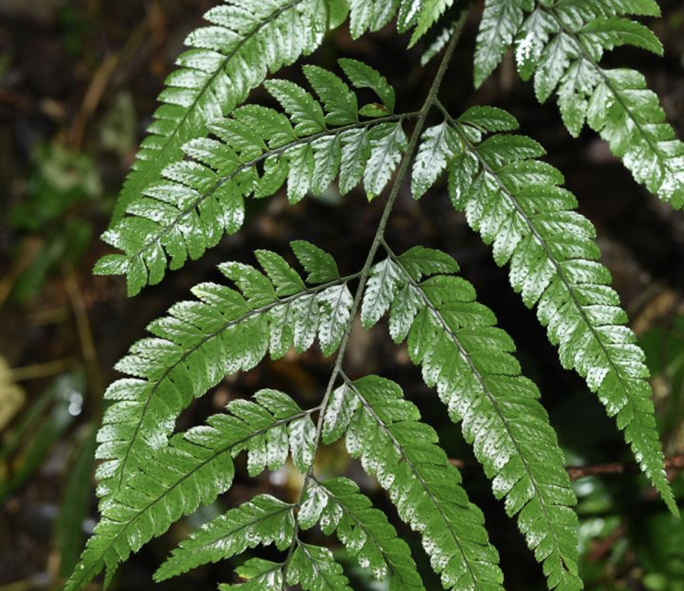  p>尾叶复叶耳蕨(学名: i>arachniodes caudifolia /i>  ching &amp
