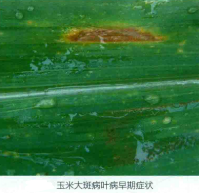 玉米大斑病