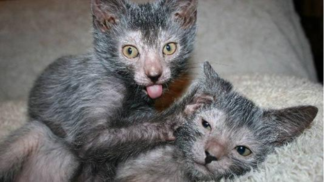 狼猫：一种和狼没什么关系的猫_百科TA说