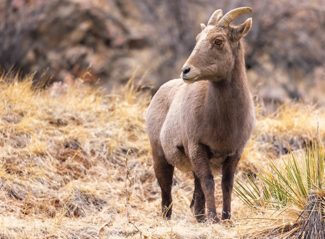  p>加拿大盘羊(学名: i>ovis canadensis /i>):是偶蹄目,牛科,盘羊属