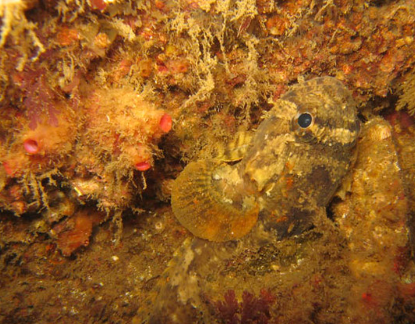  p data-id="tpdqrpr5elln">蟾鱼科(学名:batrachoididae)是辐鳍鱼纲