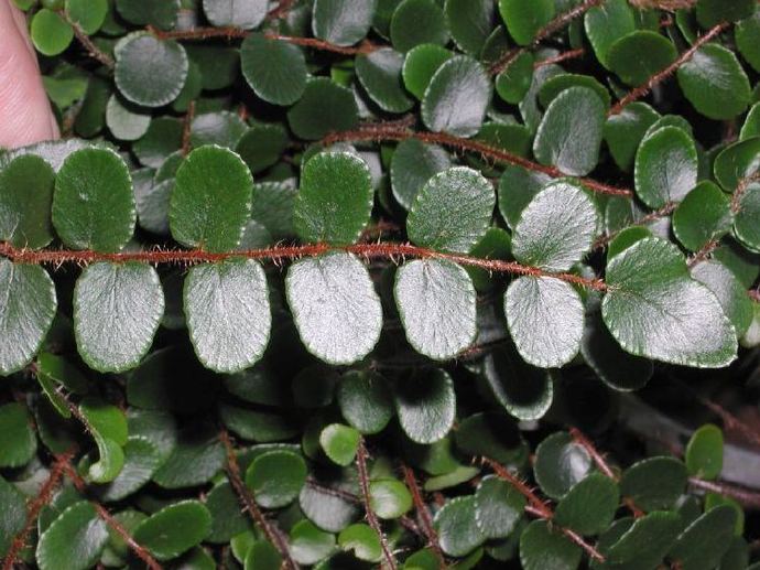 肾蕨属 a href="#" data-lemmaid="7638032">蕨类 /a>植物