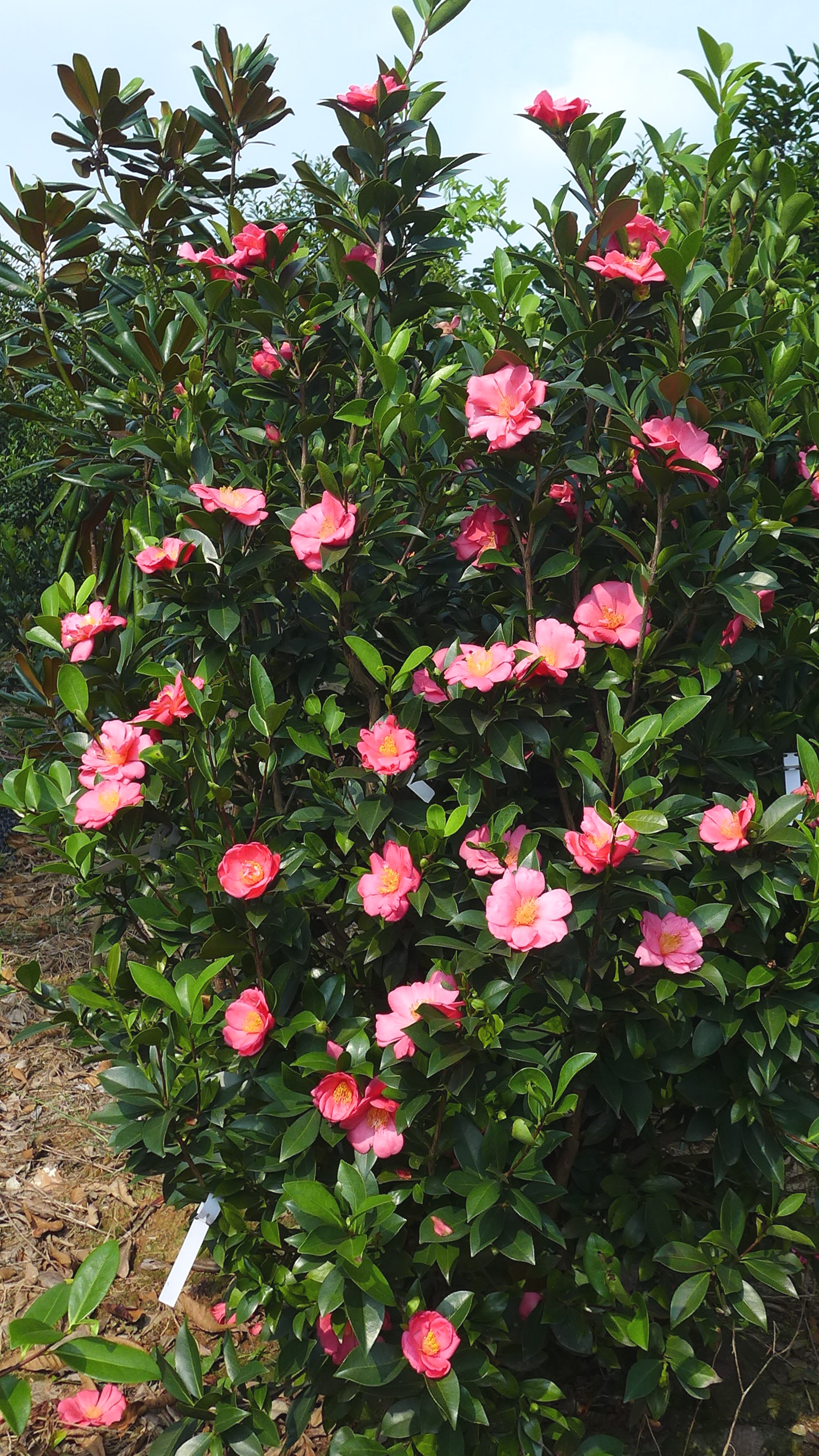  p>夏日粉裙是灌木,植株紧凑,生长旺盛.