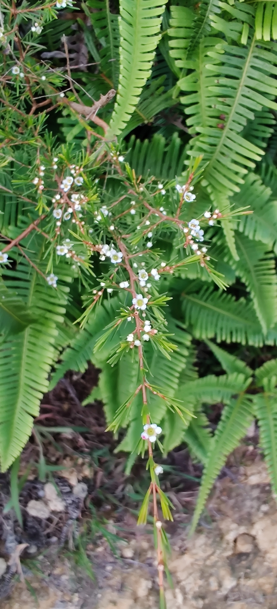 是桃金娘科岗松属的小乔木或灌木状植物.