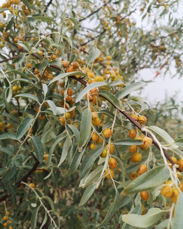 沙枣树