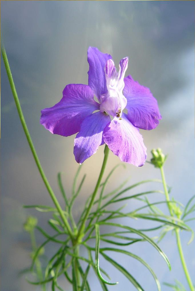  p data-id="tyvcgo3zalta">千鸟草为毛茛科飞燕草属的一年生草本植物