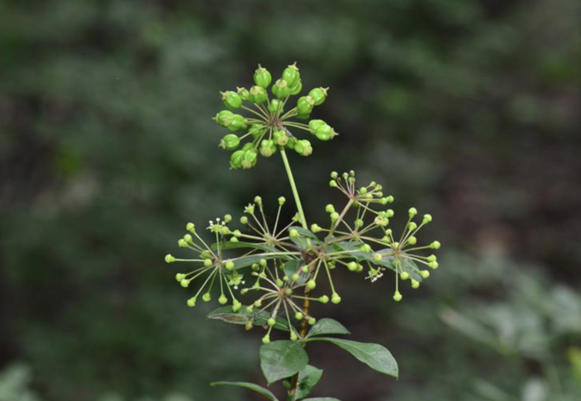 brachypus /i> (harms) nakai)是五加科,五加属植物