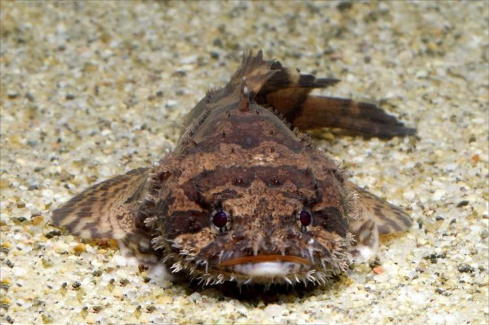 会唱歌的蟾鱼用歌声吸引雌性来窝里产卵