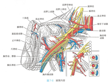 腋窝_百度百科