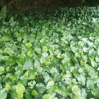 蒌叶（胡椒科胡椒属植物）_百度百科