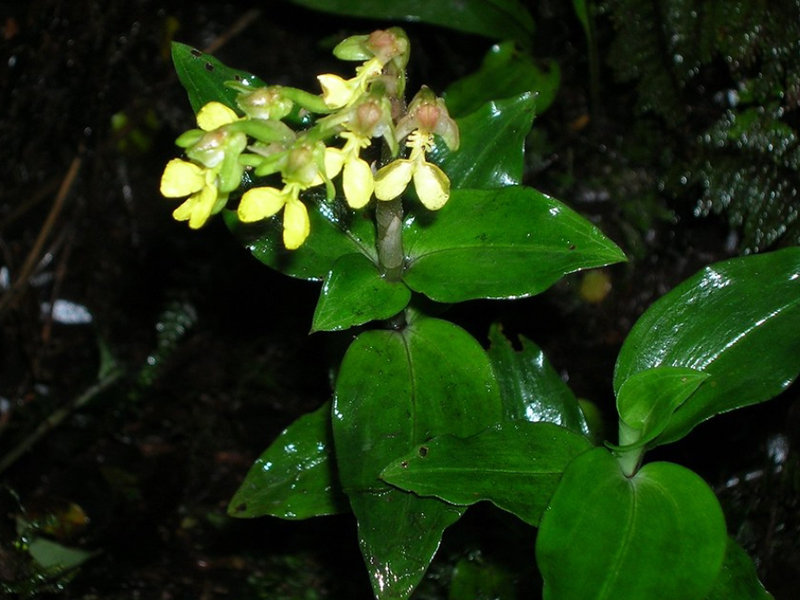  p>金线兰属(学名: i>anoectochilus /i> blume):是微子目,兰科下的一