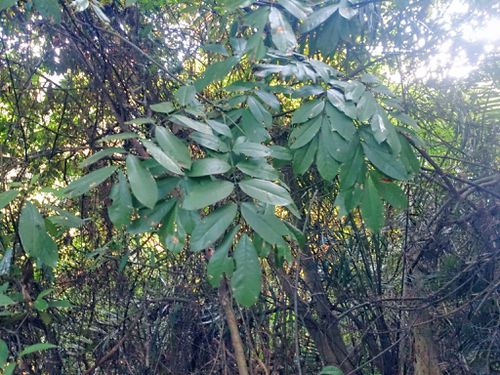  p data-id="go05x86fqz">厚果崖豆藤(学名: i>millettia pachycarpa 