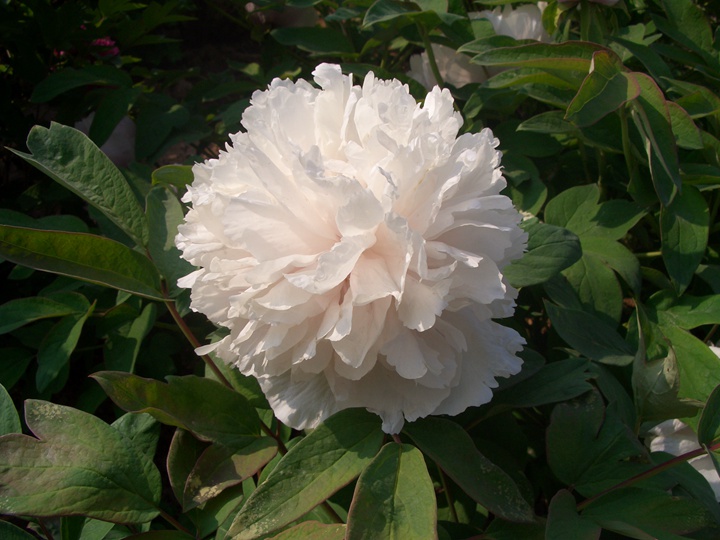 百园玉翠牡丹种源lp