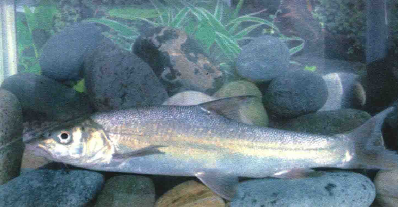  p>大理裂腹鱼(学名: i>schizothorax taliensis /i>)是鲤科,裂腹鱼属