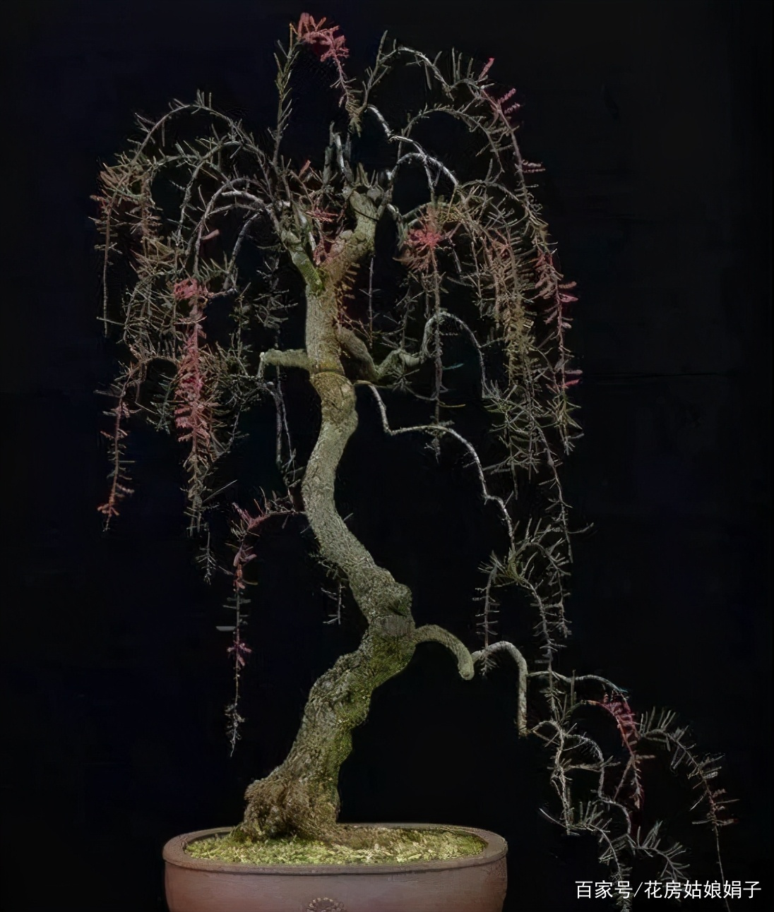 盆景各式各样，叫法各有不同，基础的13种式样，你见过几种_百科TA说