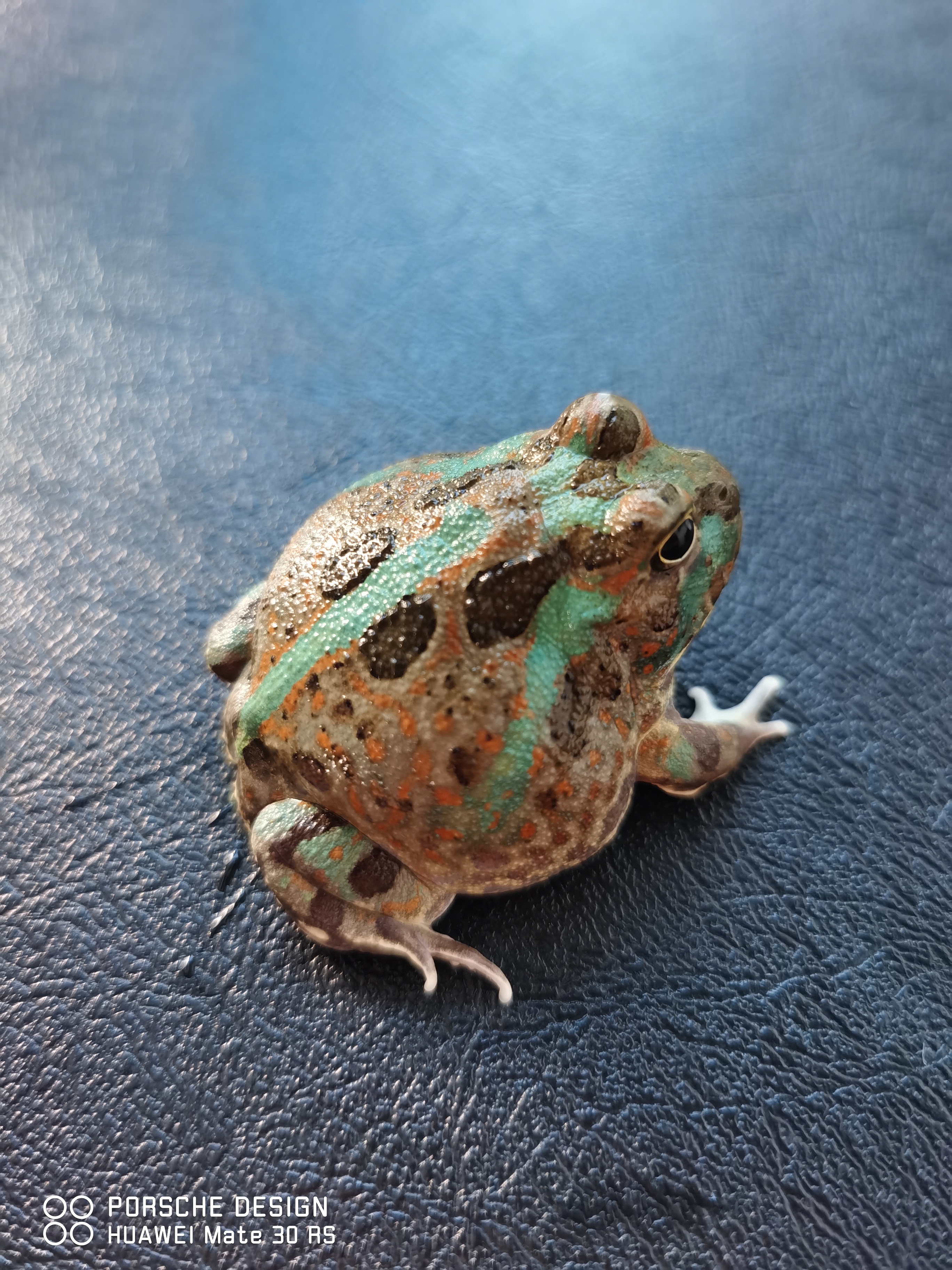 波子角蛙(chacophrys pierottii)是一种分布在南美洲阿根廷丛林中的 a