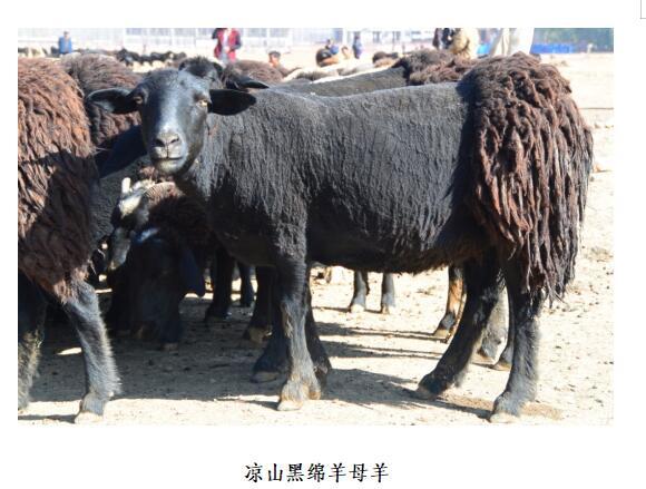 ">凉山州 /a>布拖县新发现的一种珍稀的黑色绵羊——凉山黑绵羊