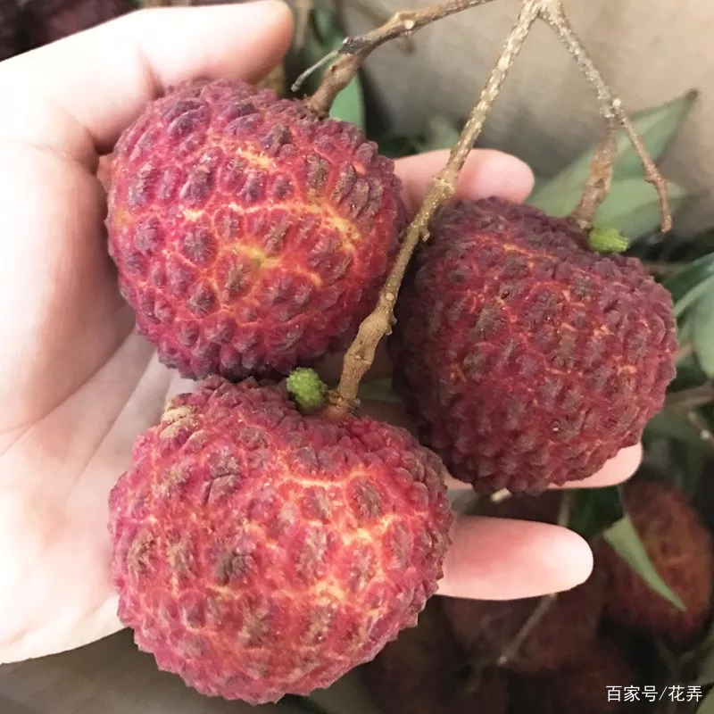 大如鸡蛋的荔枝王，你吃过吗？_百科TA说