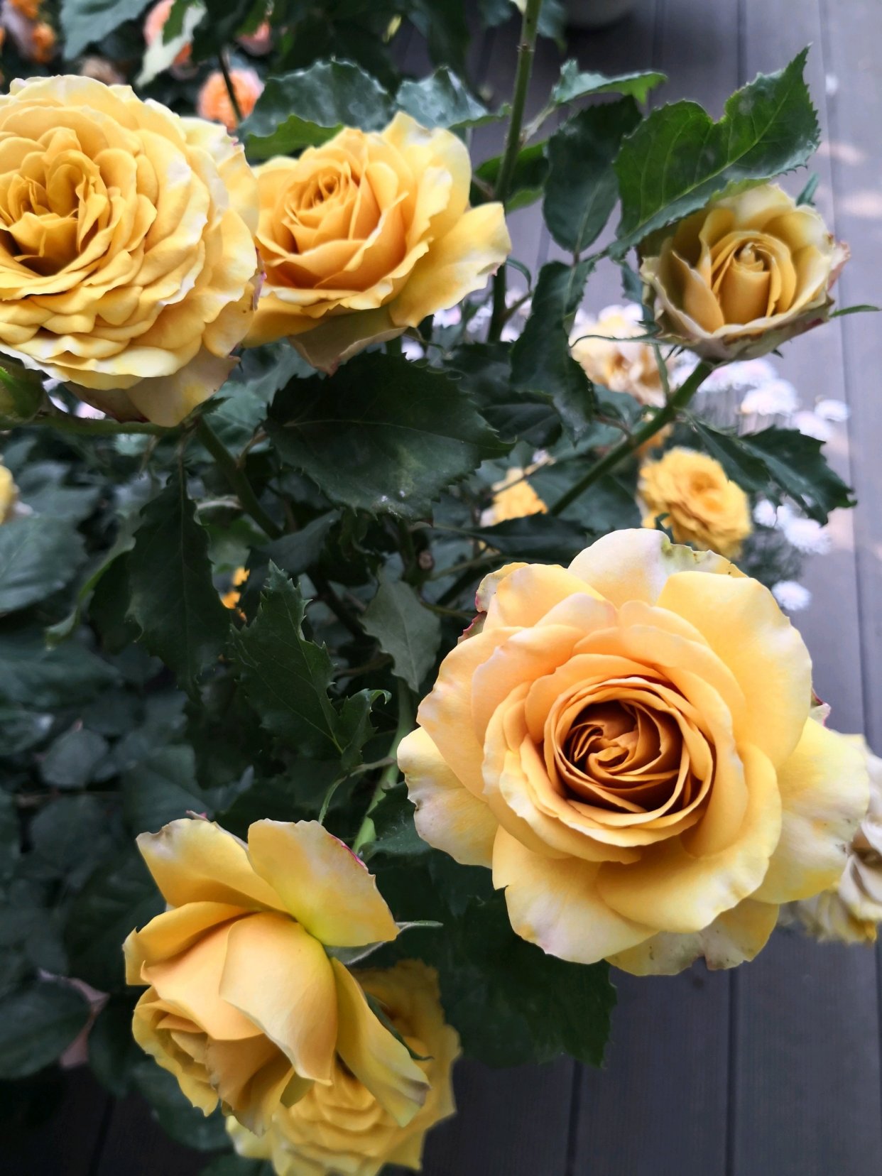 此款盆栽玫瑰花 花朵超漂亮 全年都开花 养护容易 很值得拥有 百科ta说