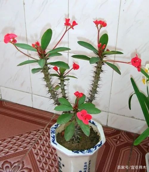虎刺梅适合嫁接什么 常见品种有哪些 百科ta说
