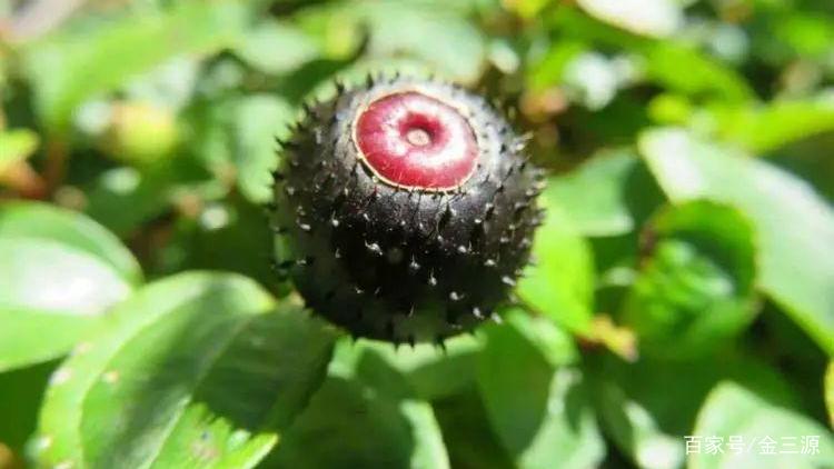 儿时的味道∣农村这10种野果，你吃过几种_百科TA说