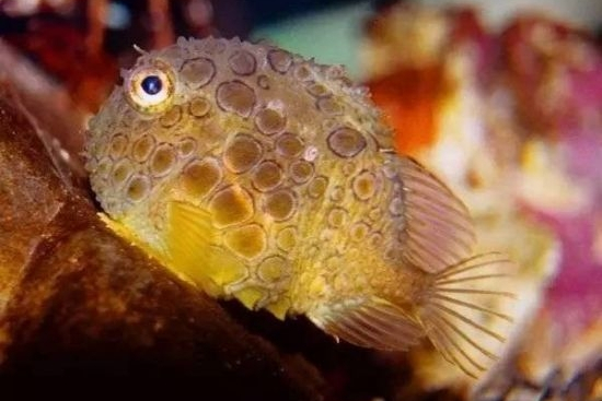 太平洋真圆鳍鱼