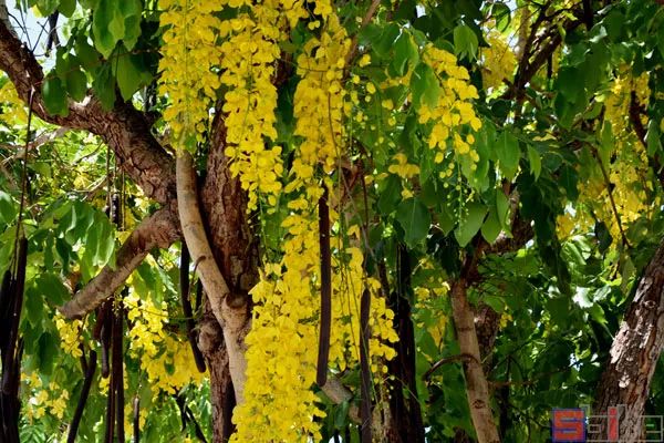 Sbike动植物百科 亚洲各国国花大全 详细介绍及美图欣赏 百科ta说