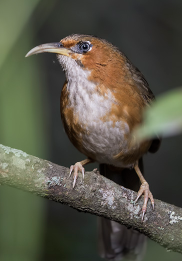  p>锈脸钩嘴鹛(学名: i>pomatorhinus erythrogenys /i>)是画眉科,钩