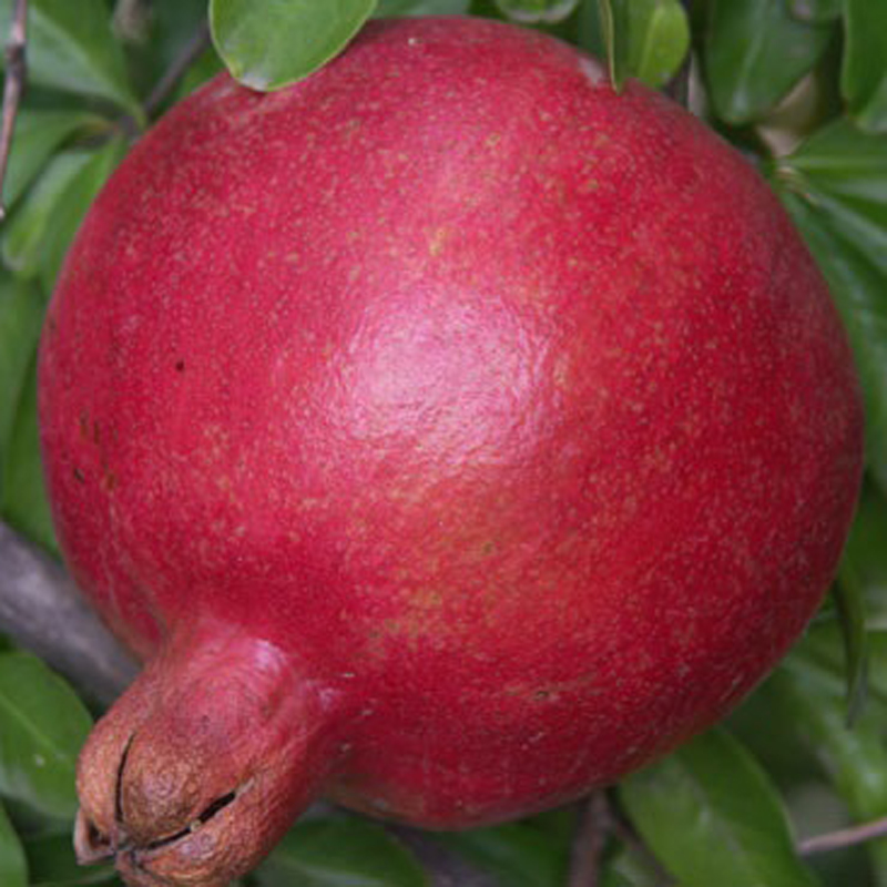  p>石榴属(学名: i>punica /i> linn.):是桃金娘目,千屈菜科的一个属.