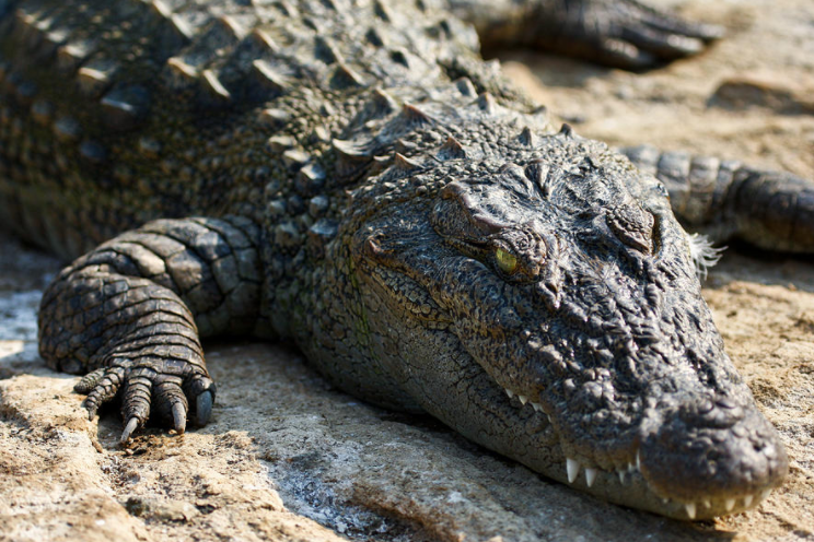  p data-id="gn0cuapfoy">美洲鳄是鳄亚科中分布