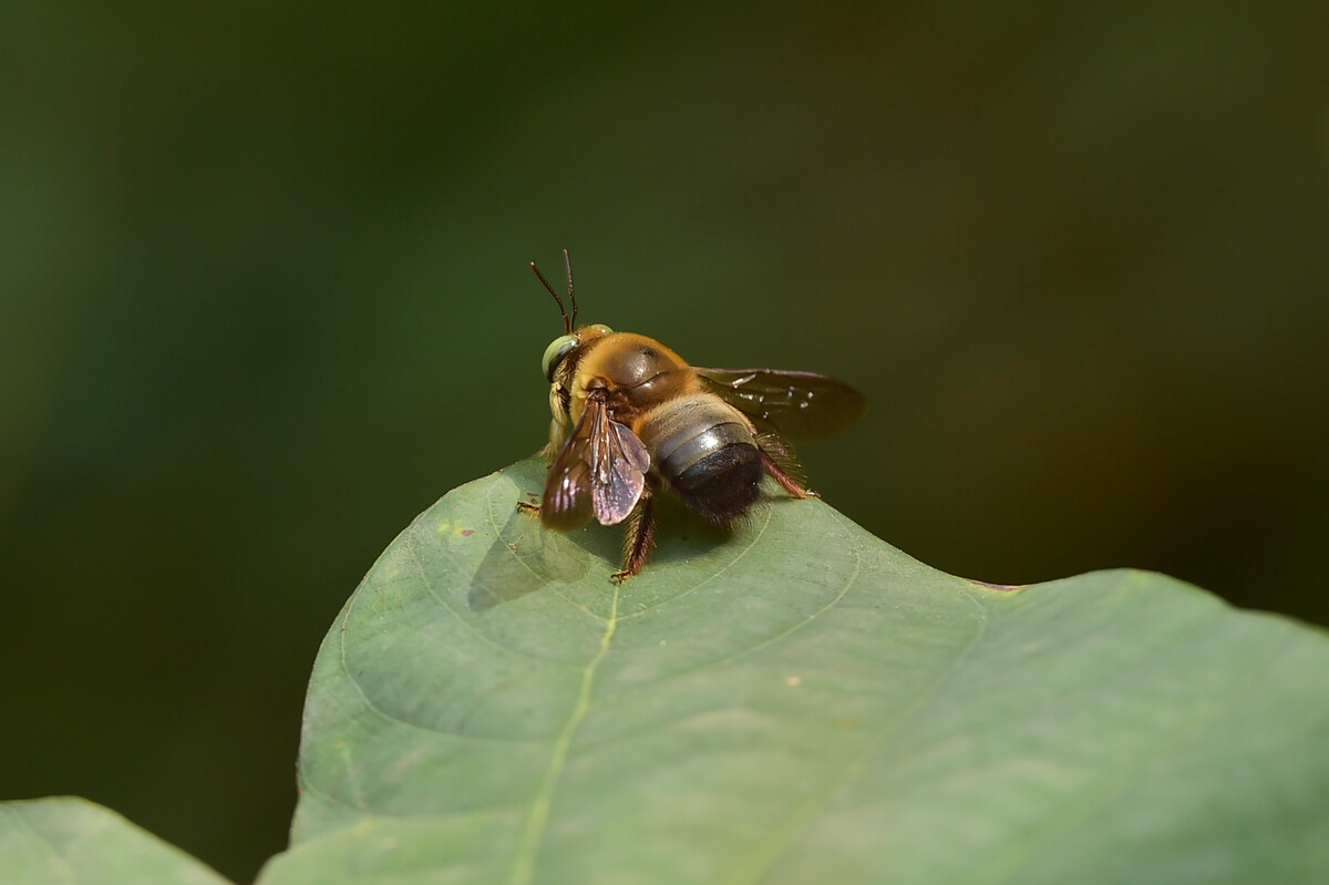  p>穿孔木蜂( i>platynopoda perforator /i> sm