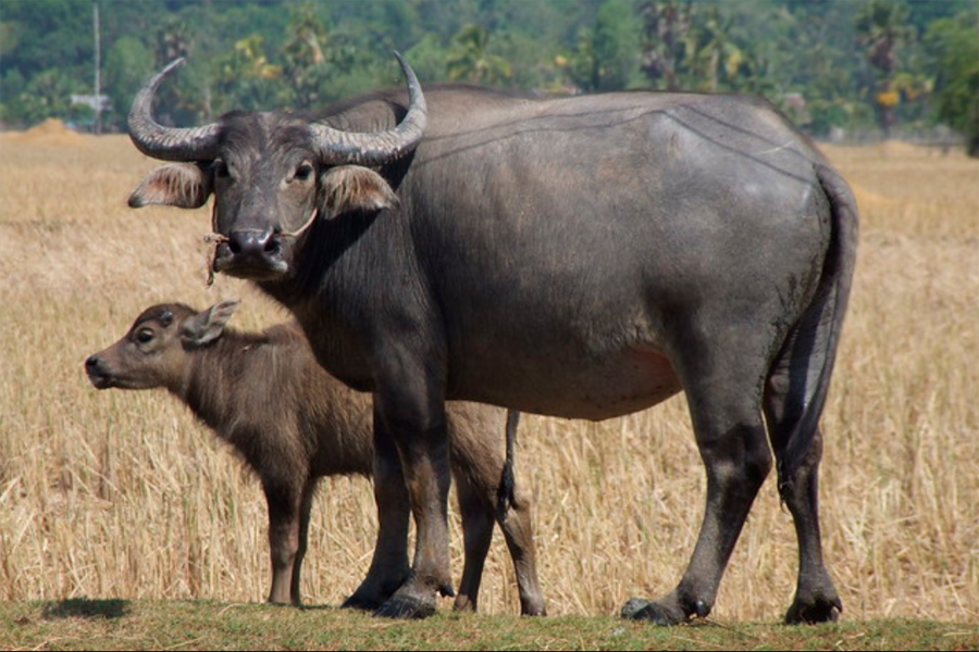 水牛