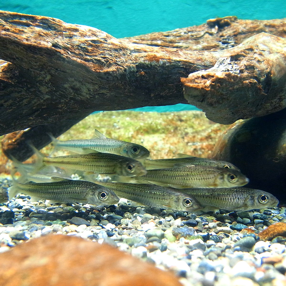 squalidus argentatus