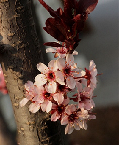太阳李
