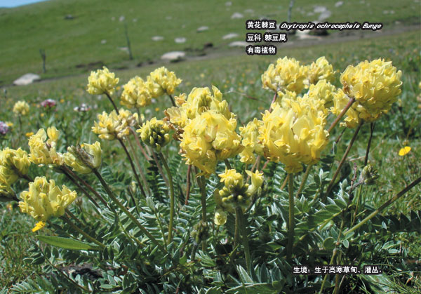  p>黄花棘豆(学名: i>oxytropis ochrocephala /i> bunge&nbsp;)