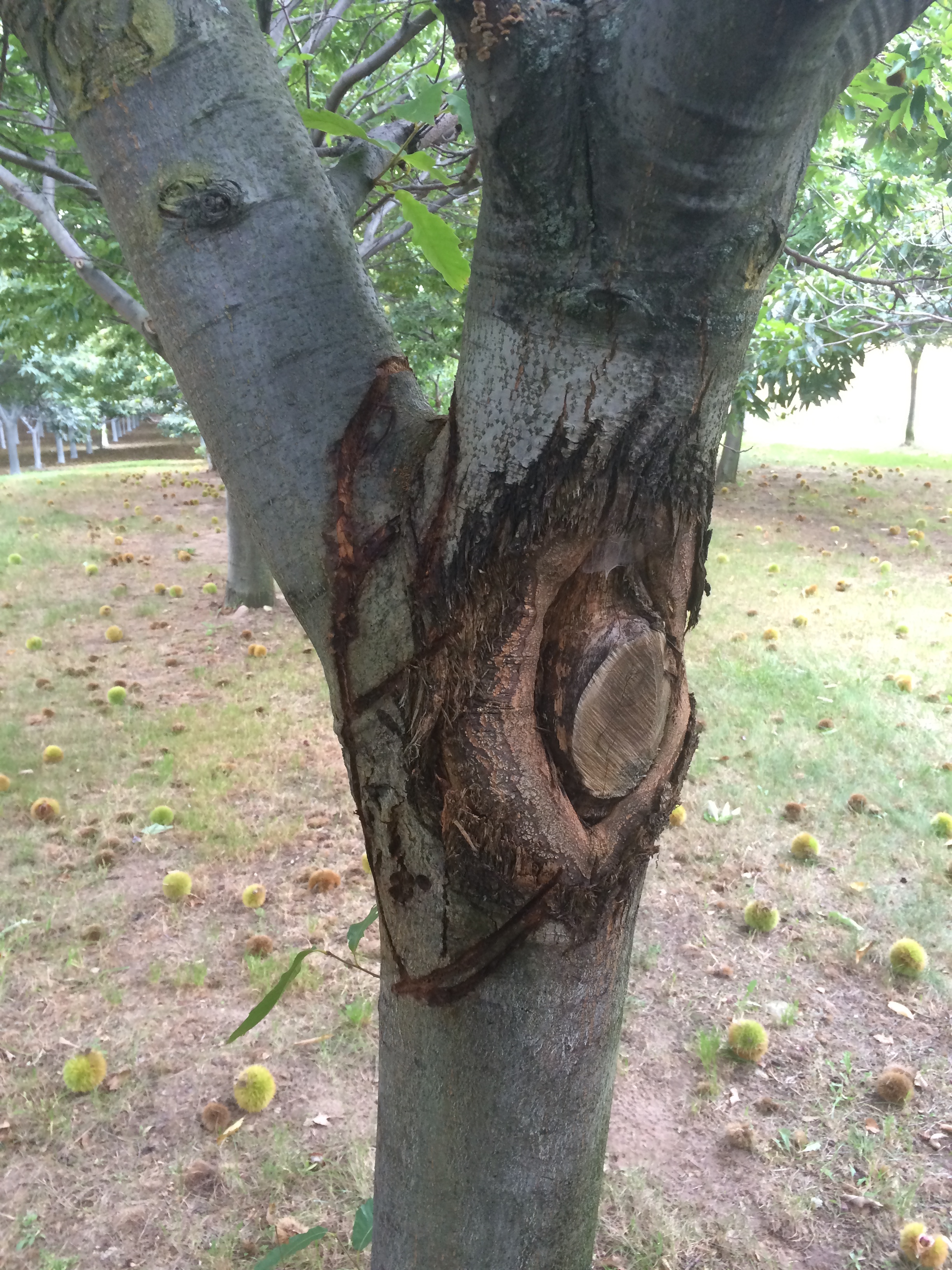  p>板栗疫病又称干枯病,胴枯病,溃疡病,是由栗疫菌侵染所引起的,发生