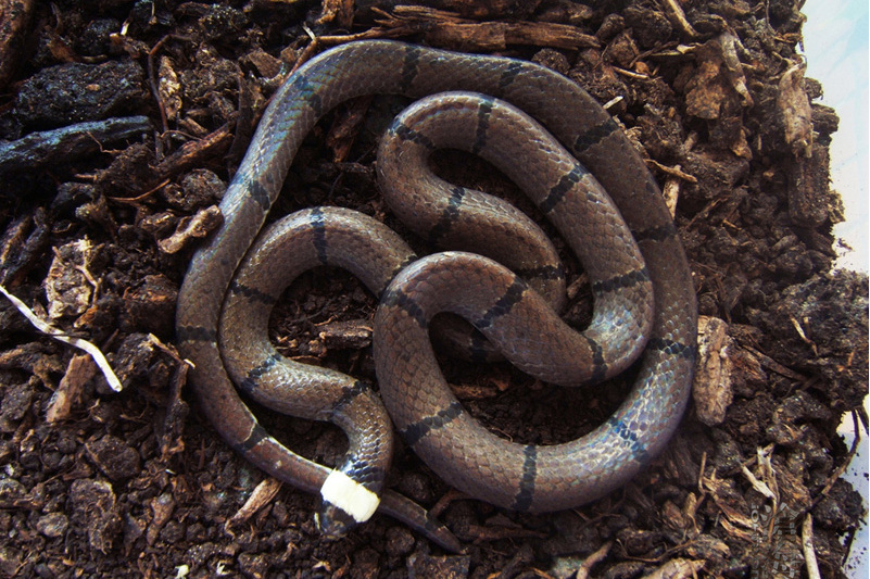  p>印度丽纹蛇(学名:calliophis macclellandi)为眼镜蛇科丽纹蛇属的